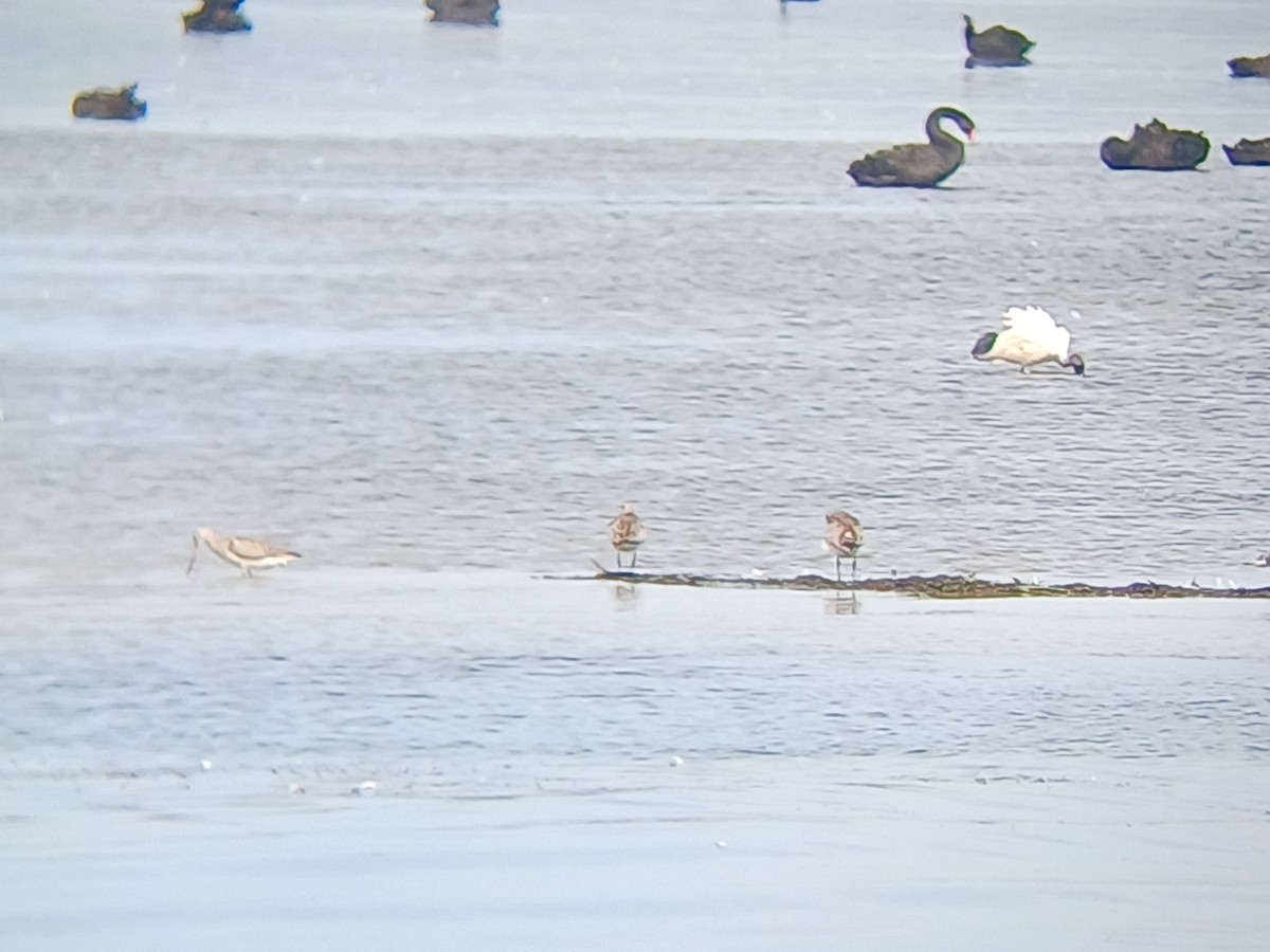 Грицик малий - ML646504721