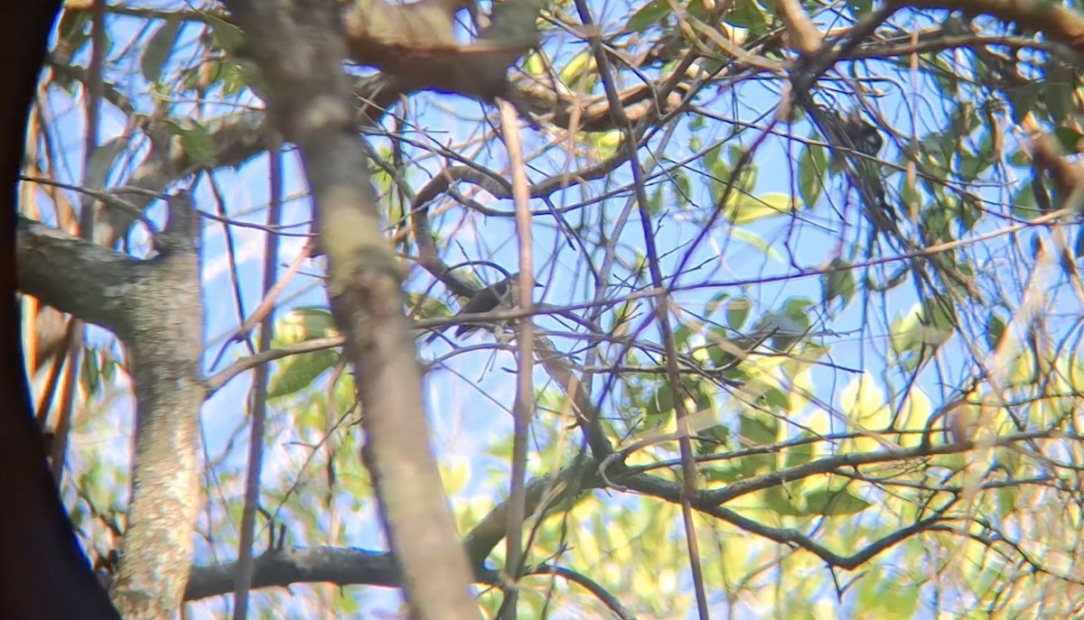 Свистун сірий - ML646504722