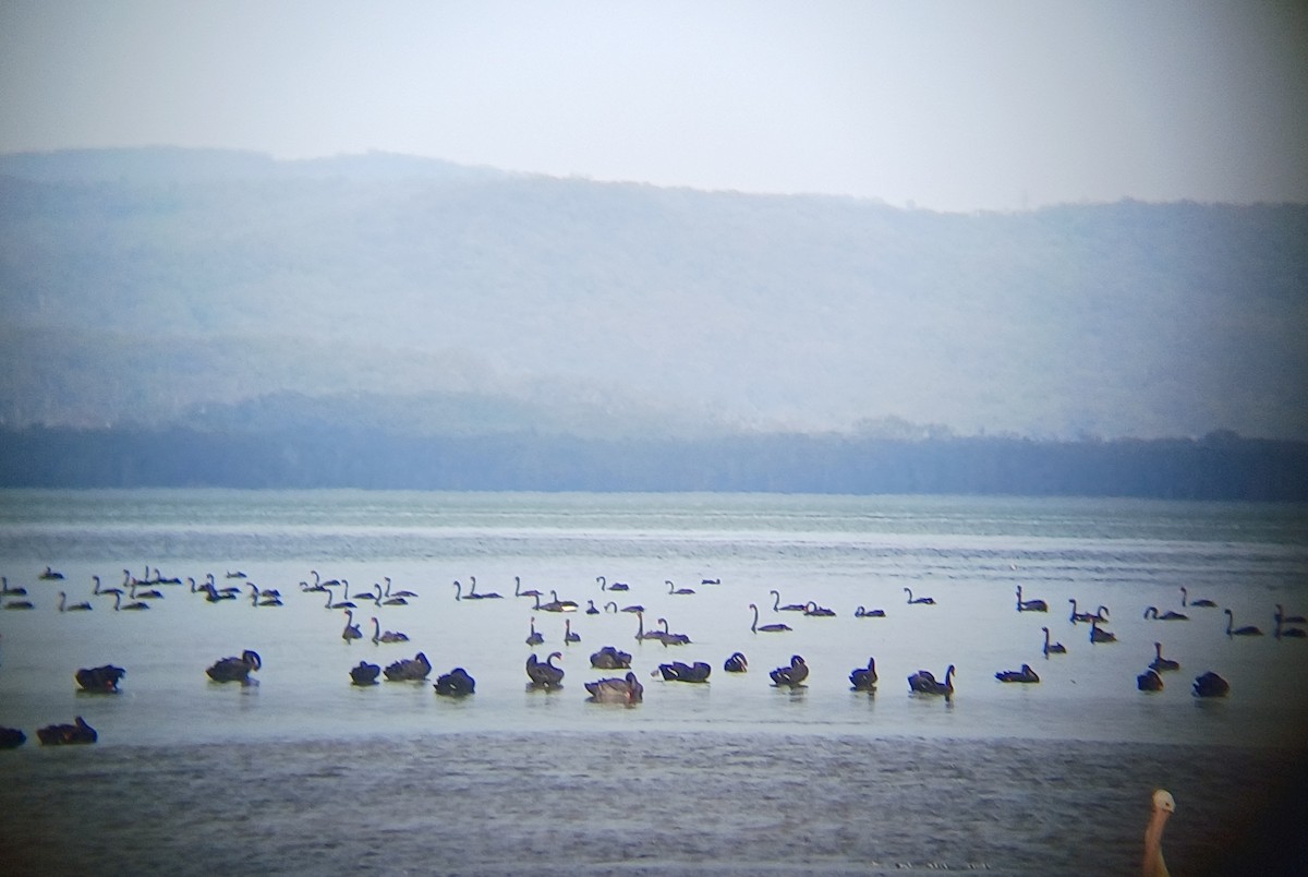 Лебідь чорний - ML646504723