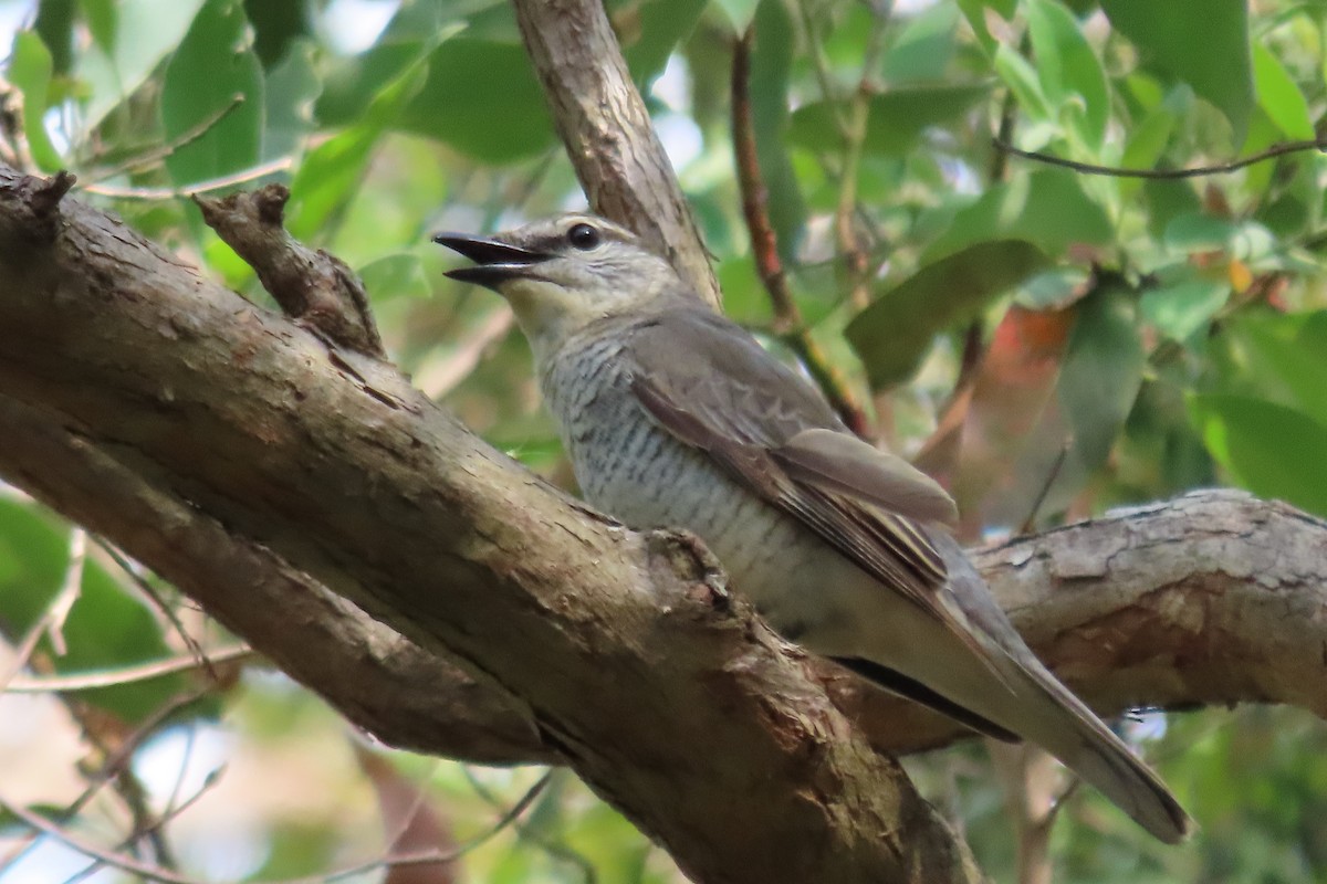 Sahul Cicadabird - ML646504726