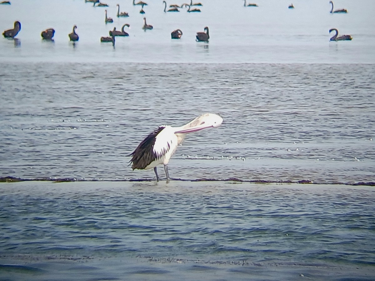 Пелікан австралійський - ML646504727