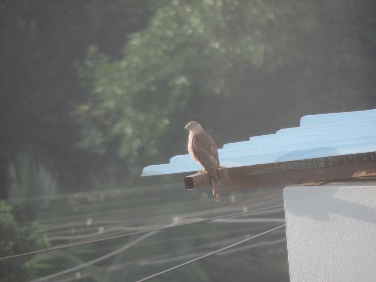 Яструб туркестанський - ML646504728