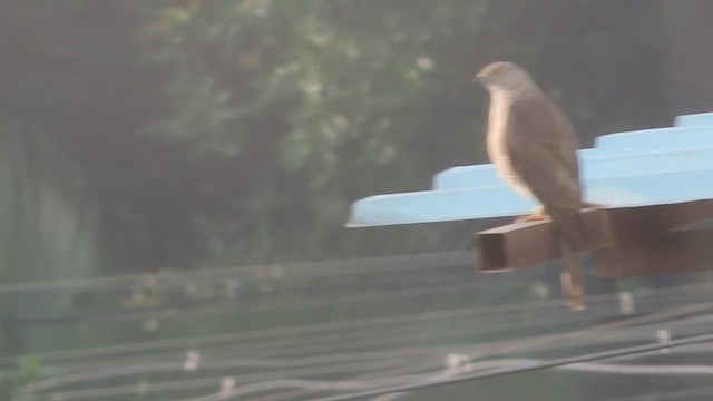 Shikra gabiraia - ML646504729