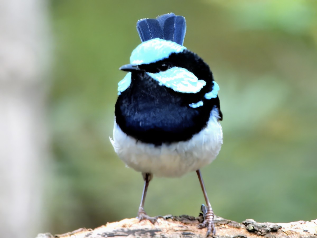 Малюр сапфіровий - ML646504731