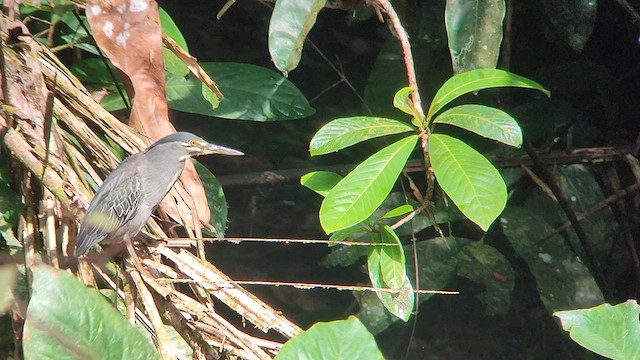 Чапля мангрова мала - ML646504732