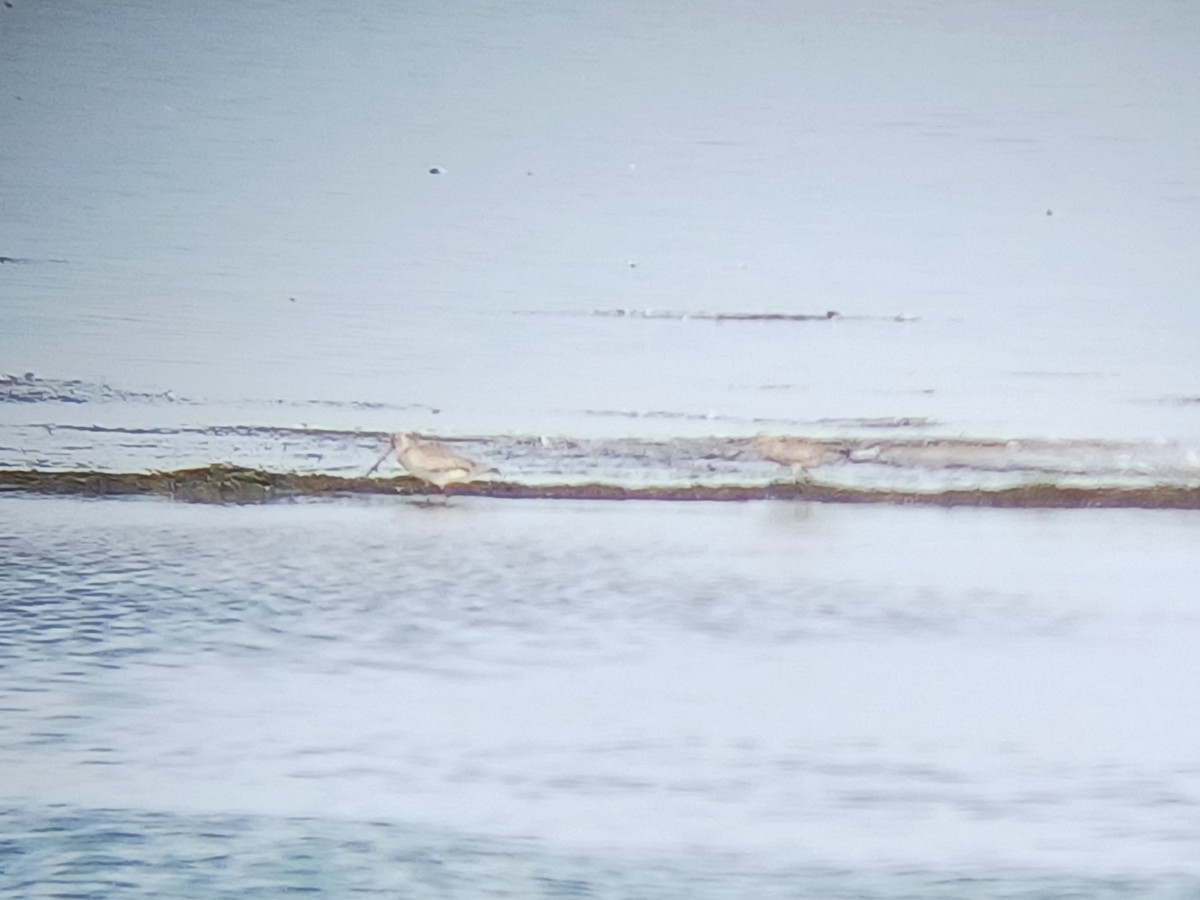 Грицик малий - ML646504733