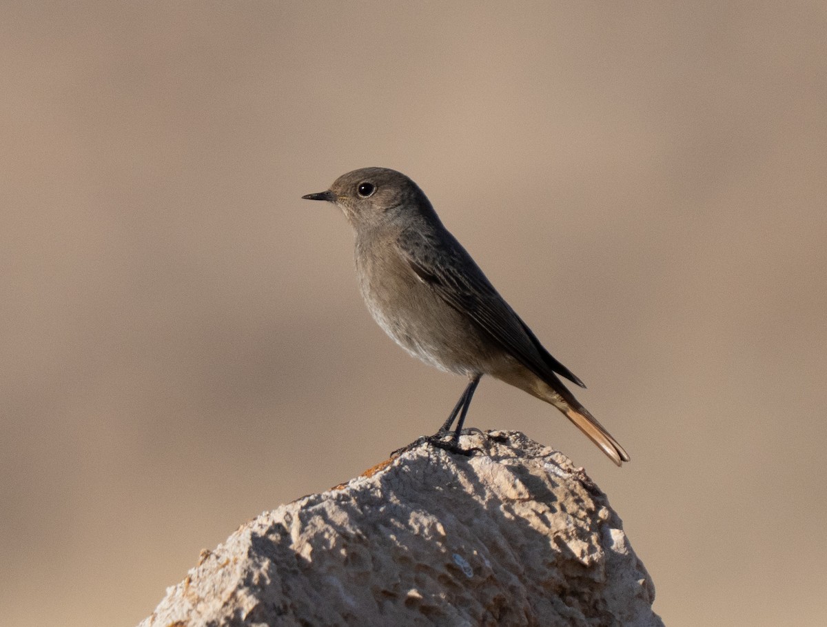 Горихвістка чорна - ML646504735