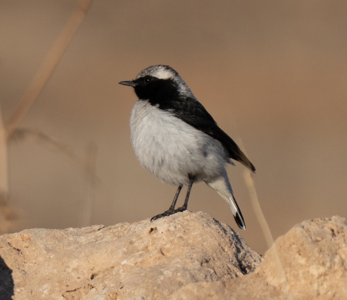 Кам'янка чорношия - ML646504736