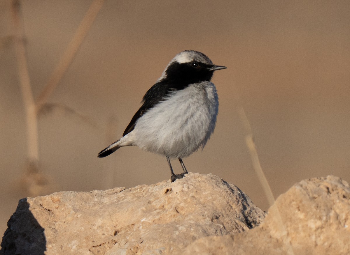 Кам'янка чорношия - ML646504737