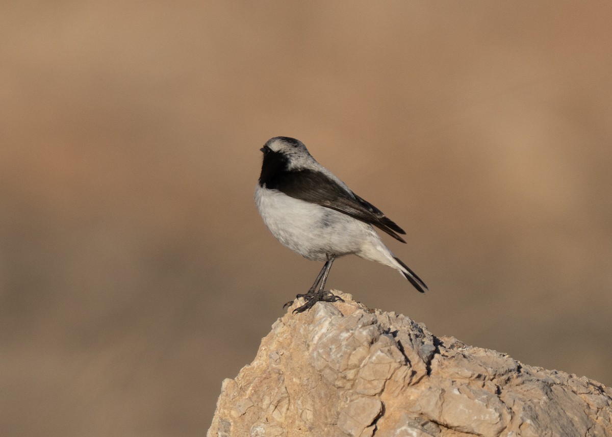 Кам'янка чорношия - ML646504738