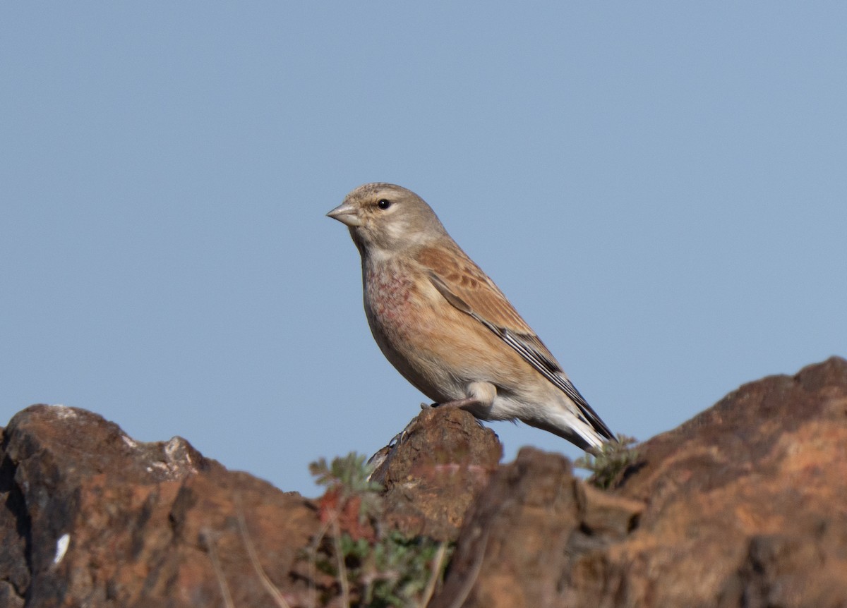 Коноплянка - ML646504739