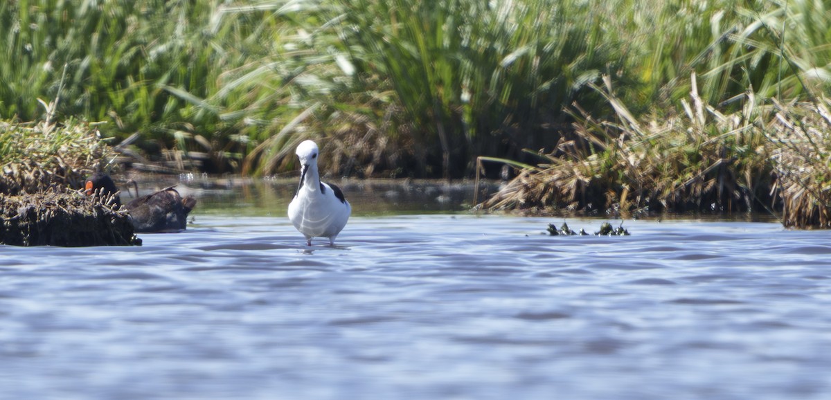 Кулик-довгоніг строкатий - ML646504740