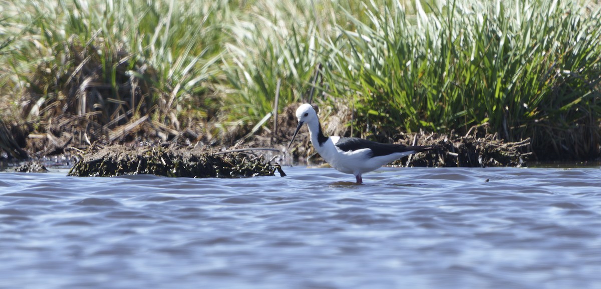 Кулик-довгоніг строкатий - ML646504741