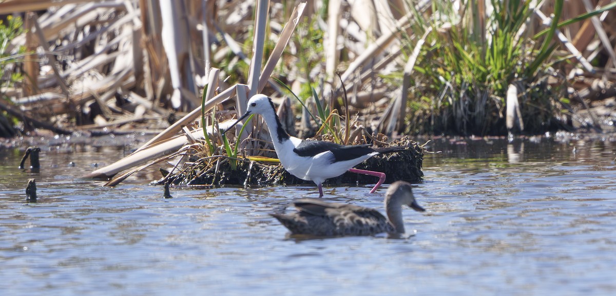 Кулик-довгоніг строкатий - ML646504742
