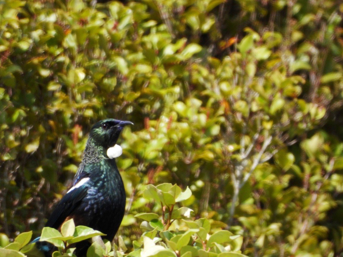 Пое - ML646504744