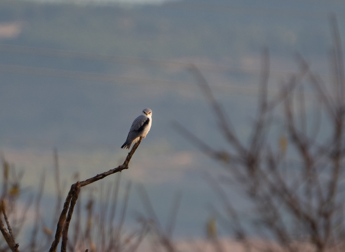 Шуліка чорноплечий - ML646504745