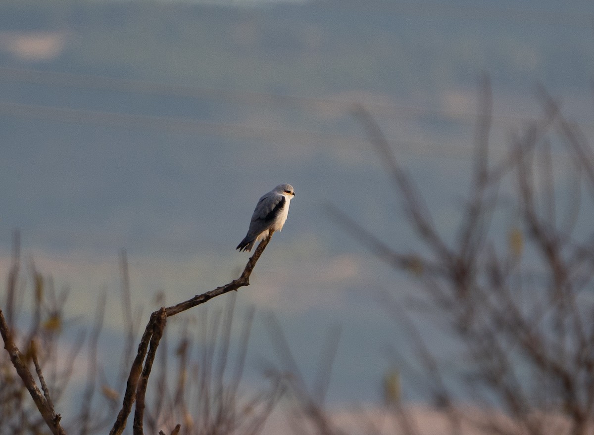 Шуліка чорноплечий - ML646504746