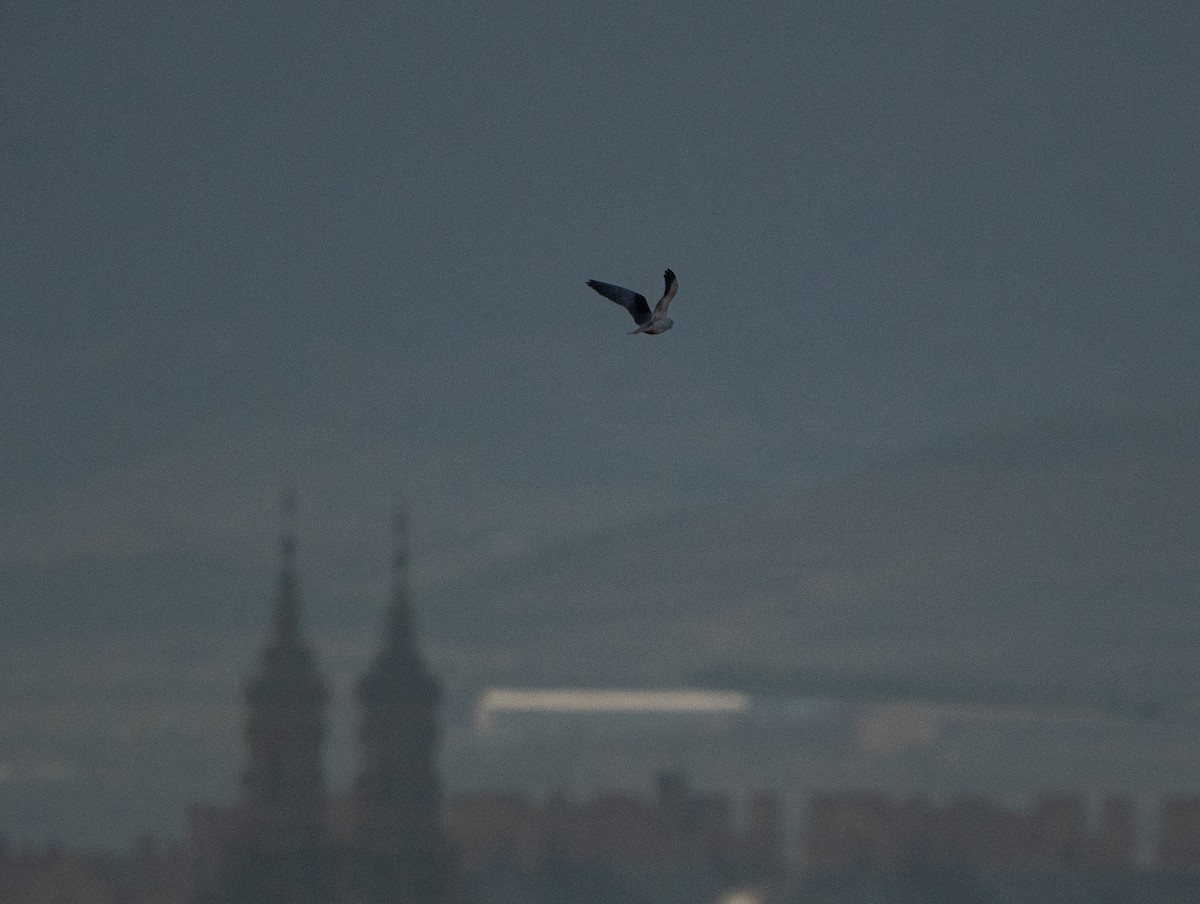 Шуліка чорноплечий - ML646504747