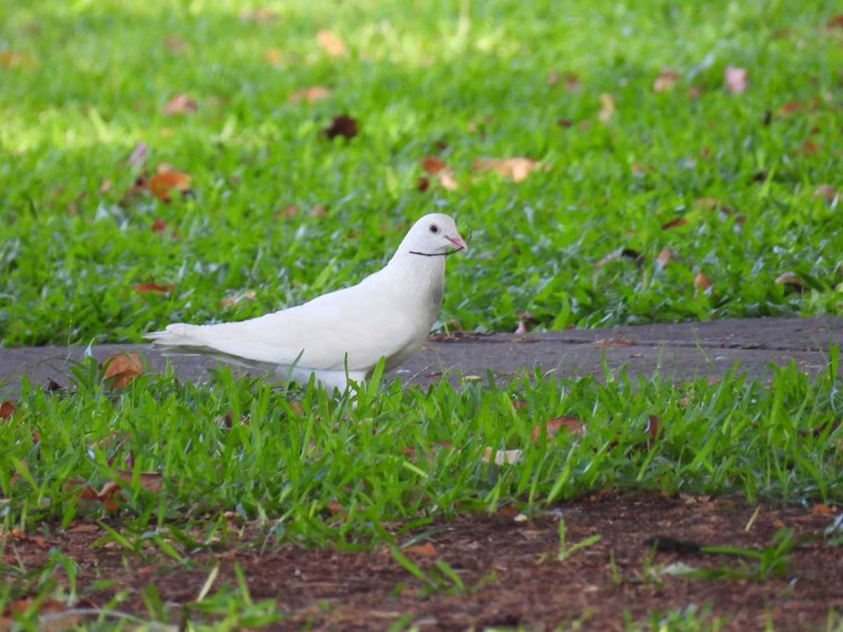 Голуб сизий (міський) - ML646504748