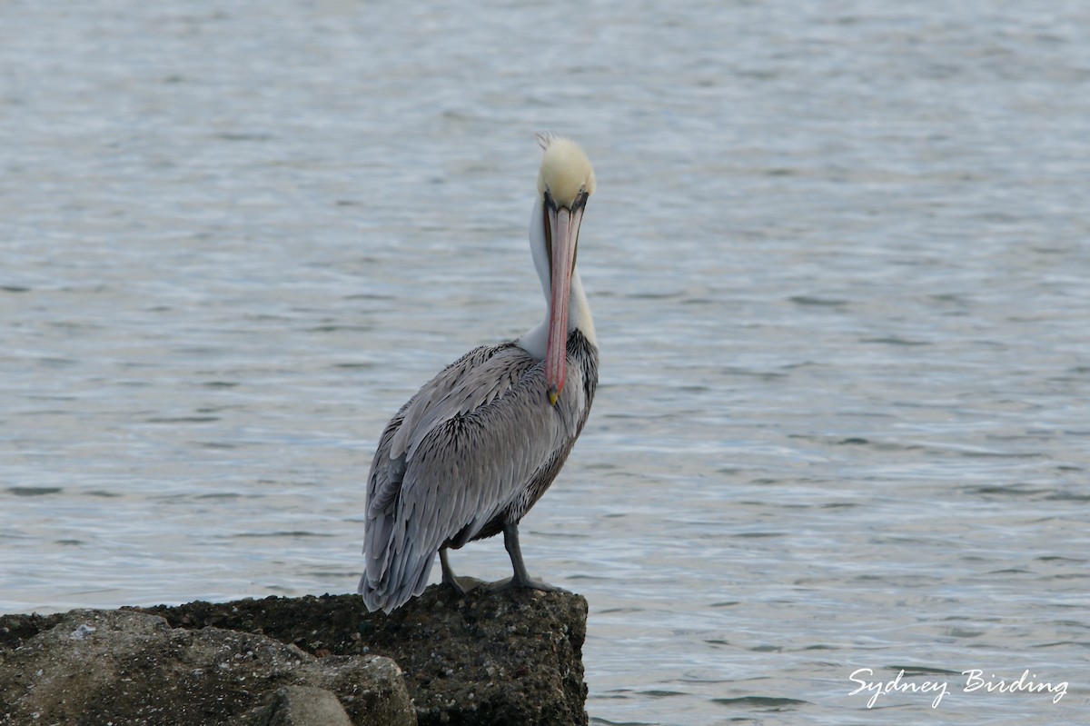 Пелікан бурий - ML646504749