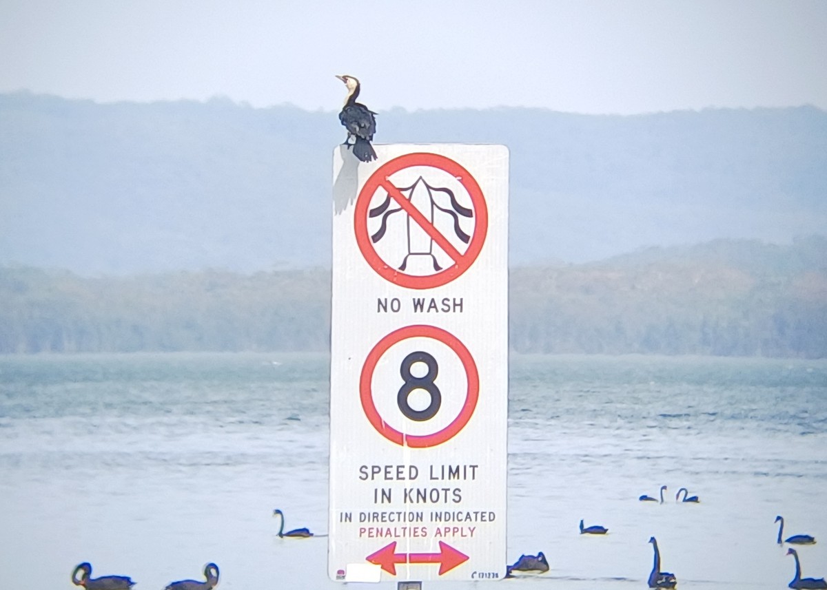 Баклан строкатий - ML646504750