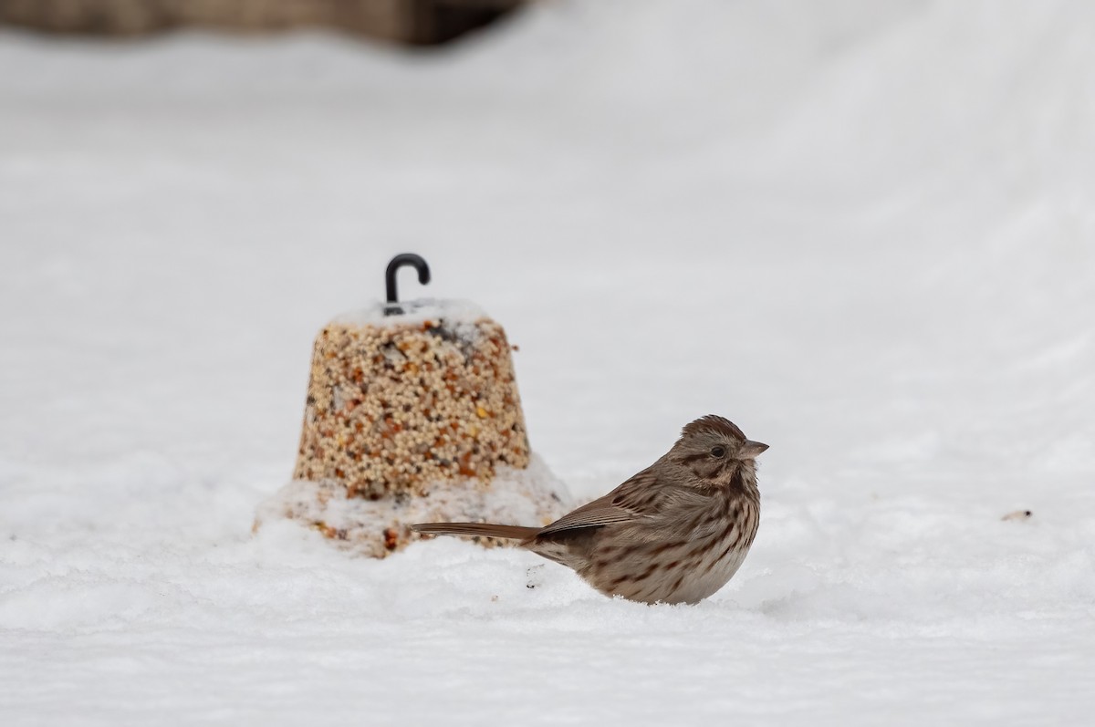 Song Sparrow - ML646504751