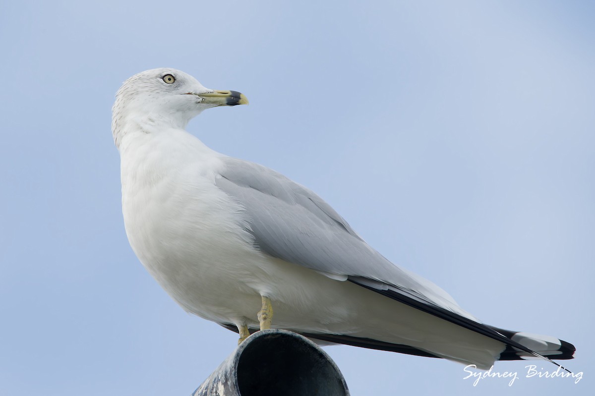 Мартин делаверський - ML646504752