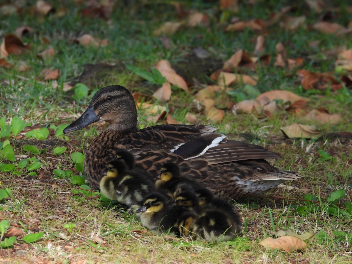 Mallard (Domestic type) - ML646504760