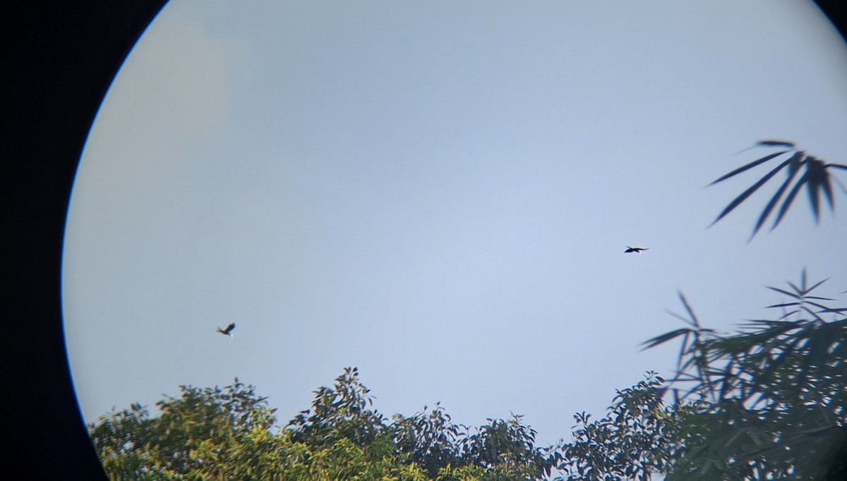 Black Hornbill - ML646504761