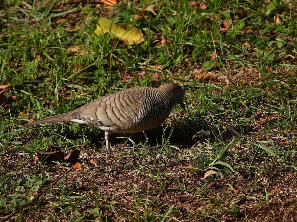 Zebra Dove - ML646504769