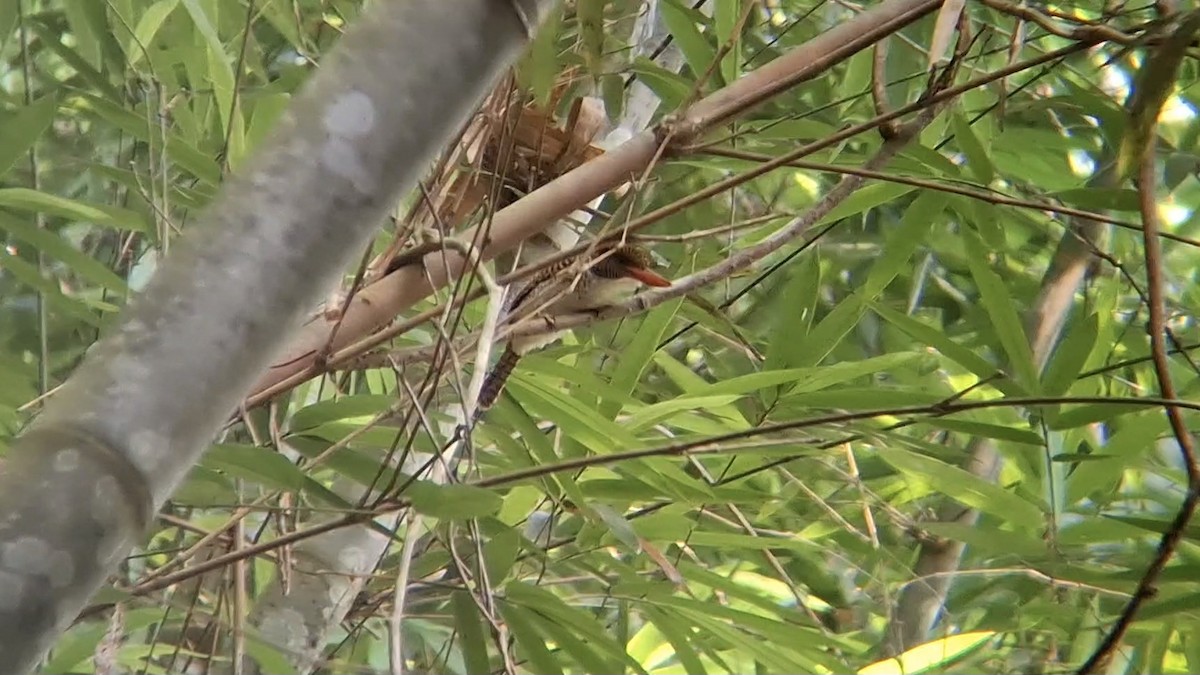 Banded Kingfisher (Banded) - ML646504770