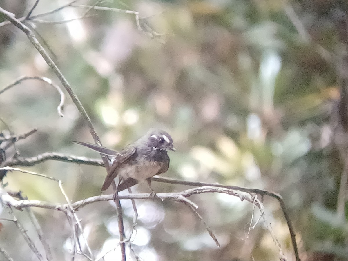 Rhipidure gris - ML646504771