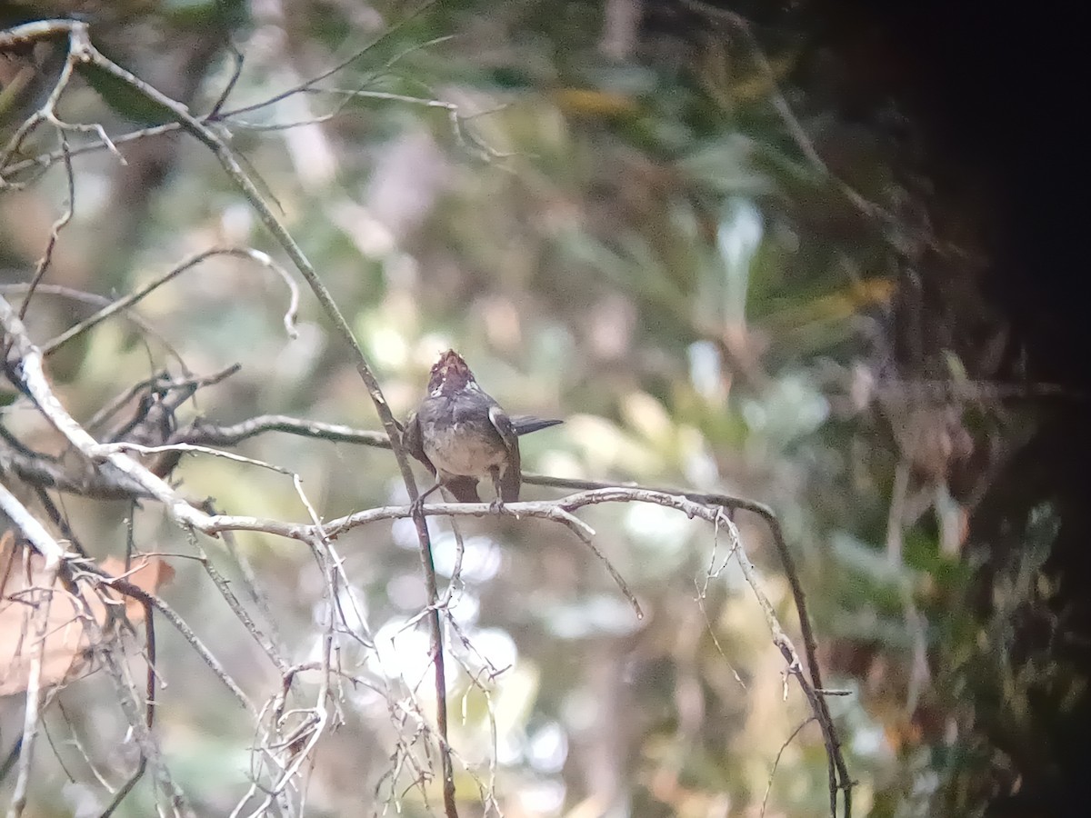 Rhipidure gris - ML646504773