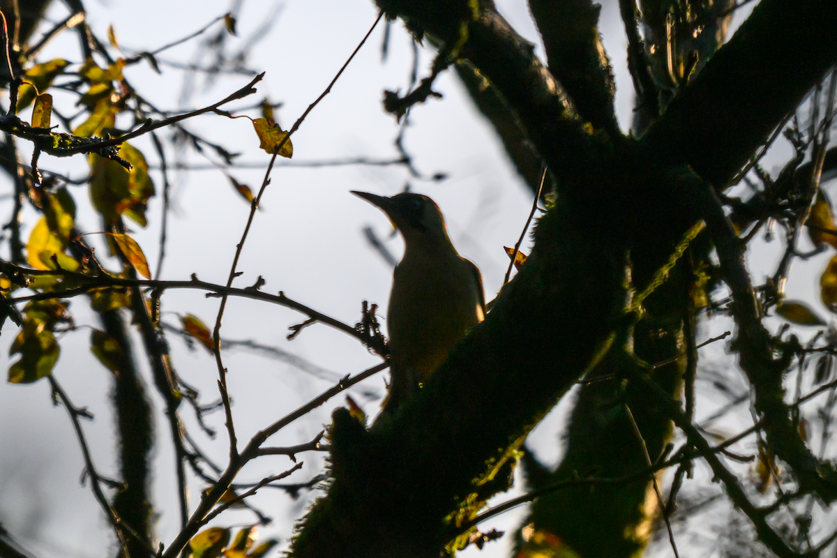 Eurasian Green Woodpecker - ML646504774