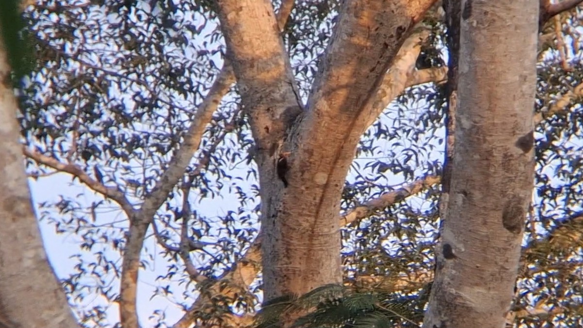 Orange-backed Woodpecker - ML646504775