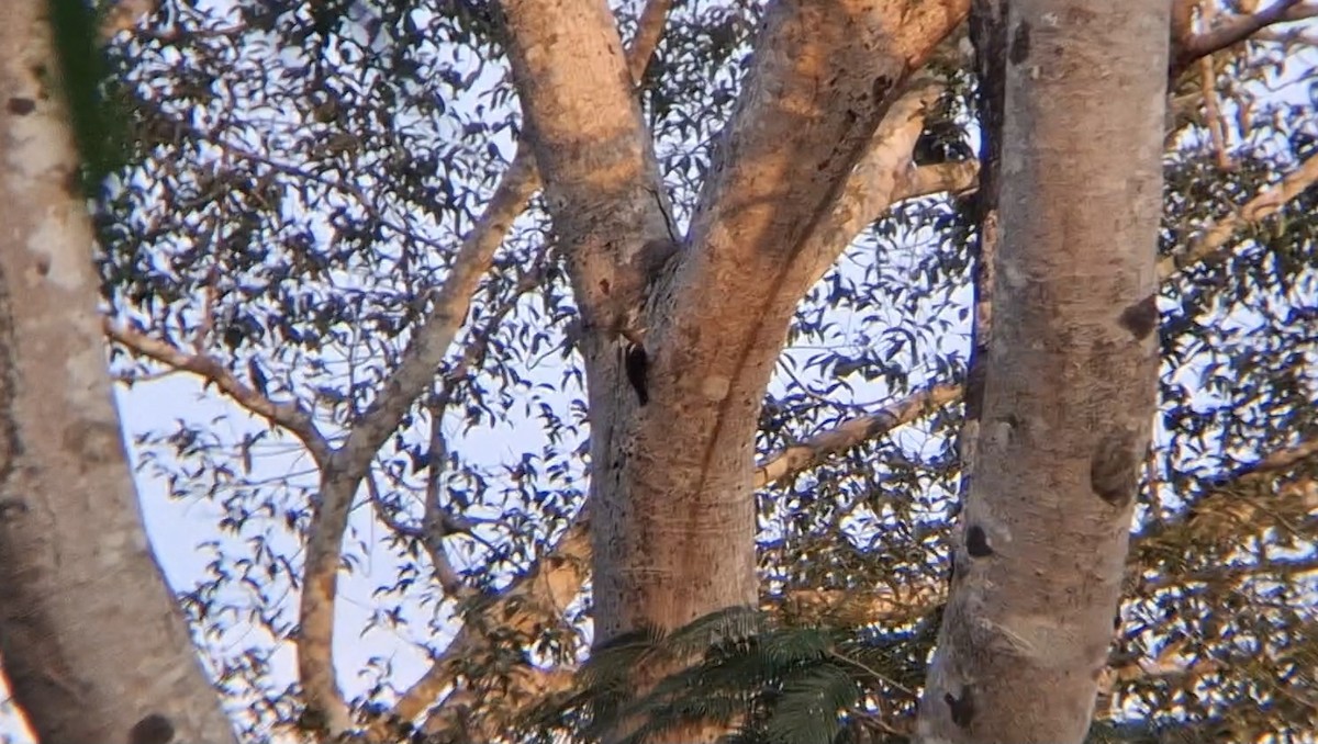 Orange-backed Woodpecker - ML646504776