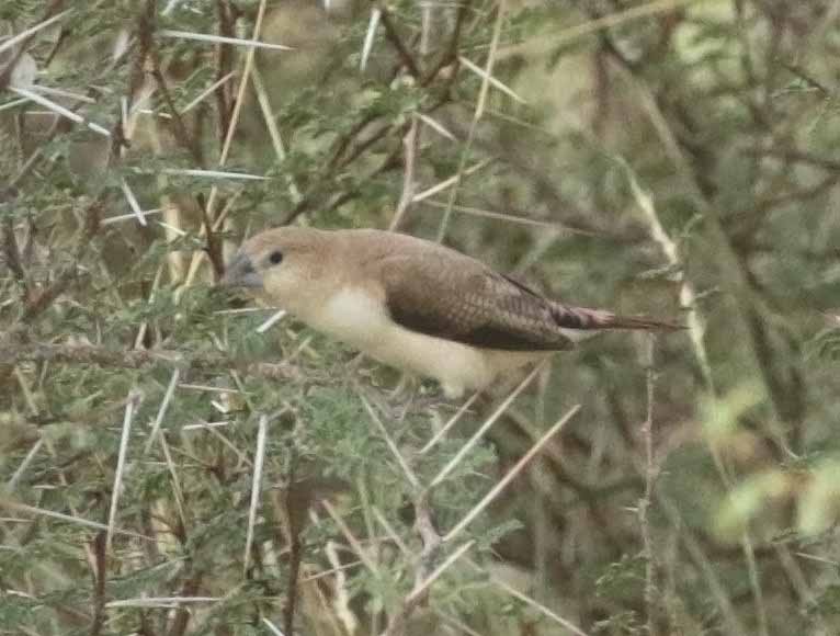 African Silverbill - ML646504777