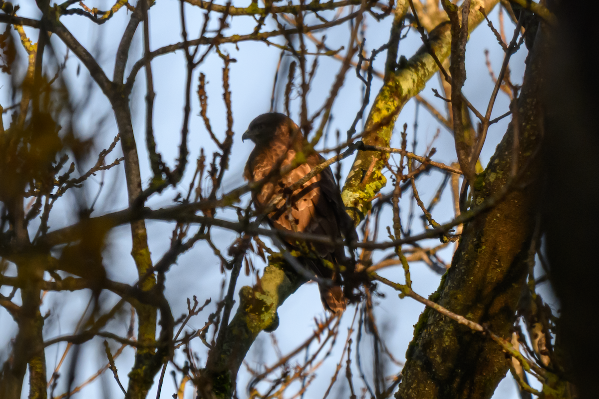 Buse variable - ML646504778