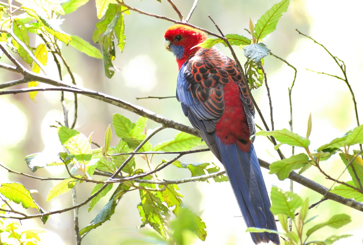 Perruche de Pennant (groupe elegans) - ML646504780