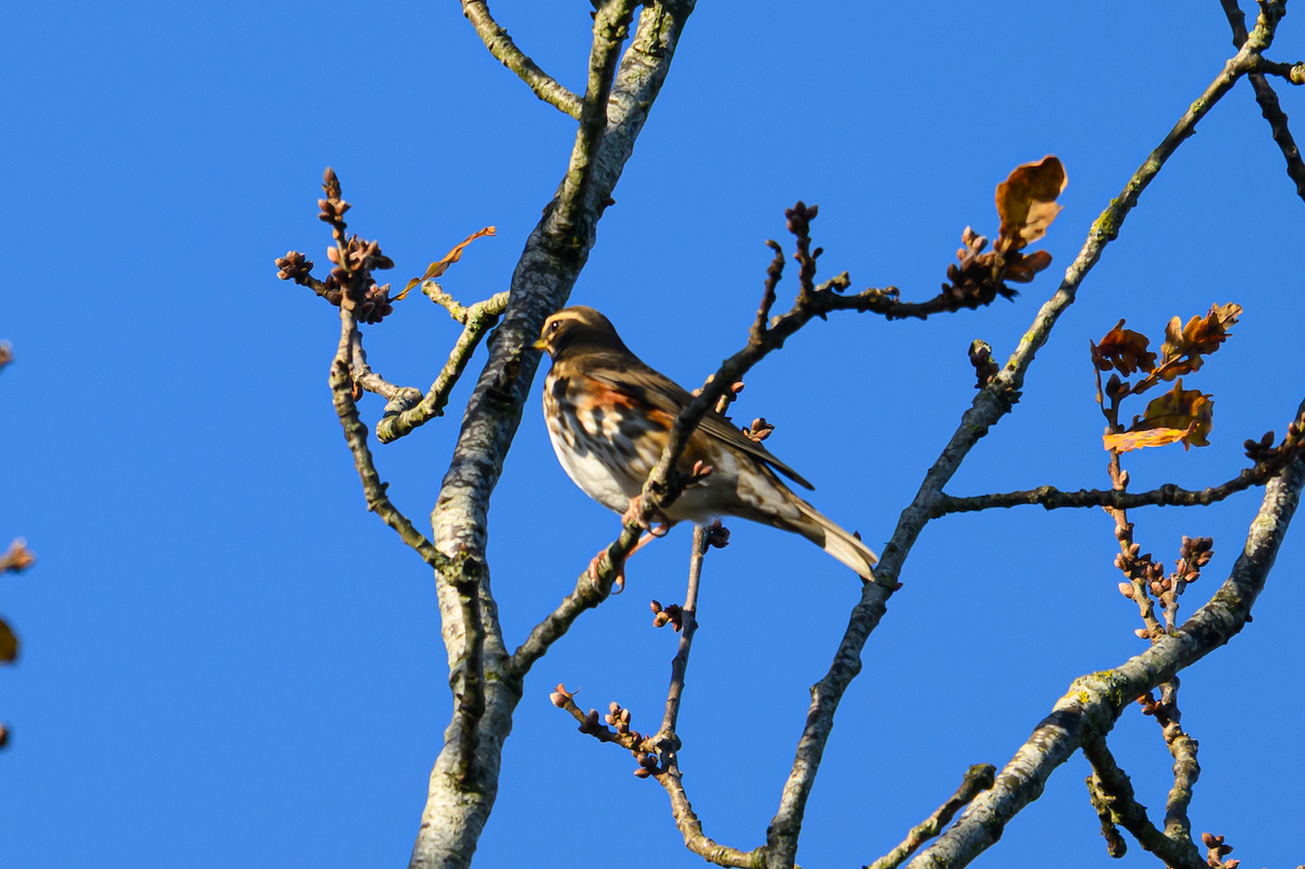 Zorzal Alirrojo - ML646504782