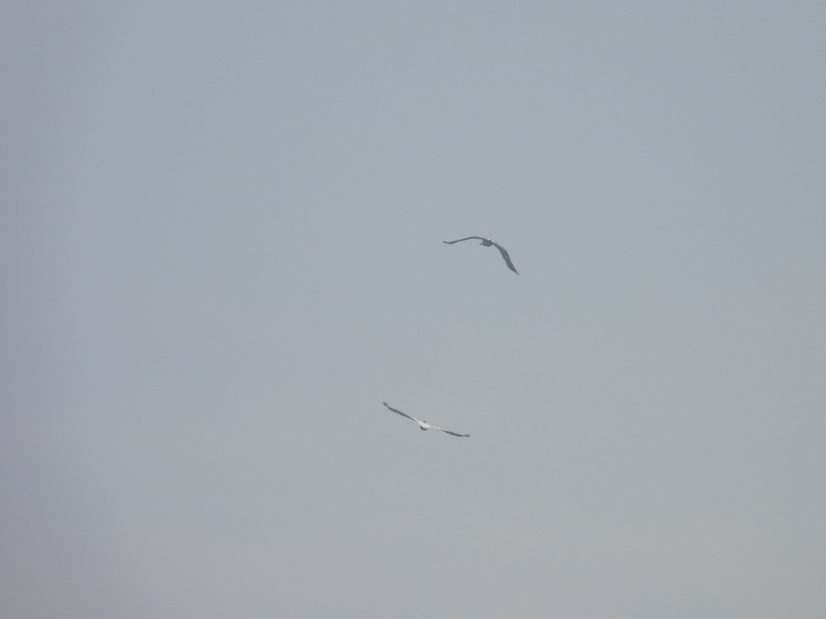 Pelikano tantoduna - ML646504784