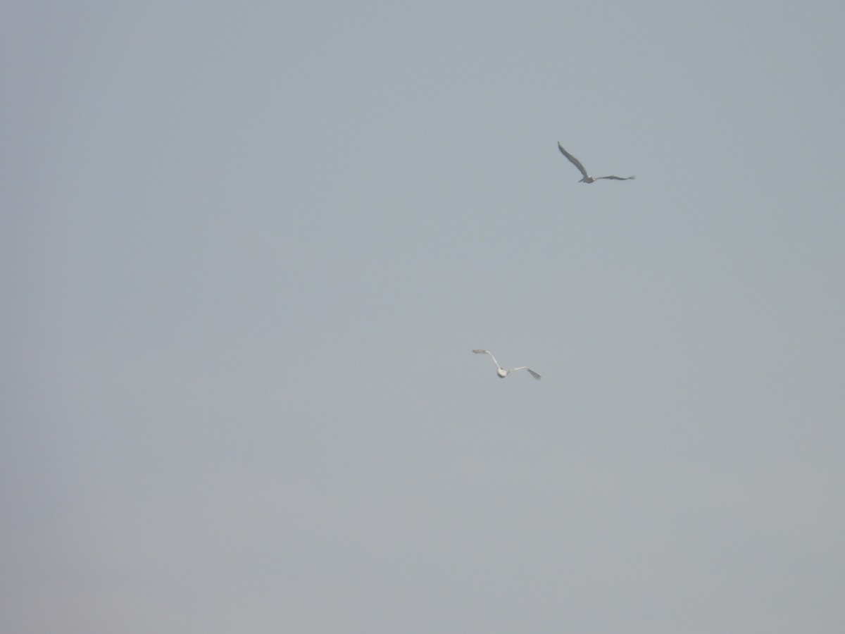 Pelikano tantoduna - ML646504785