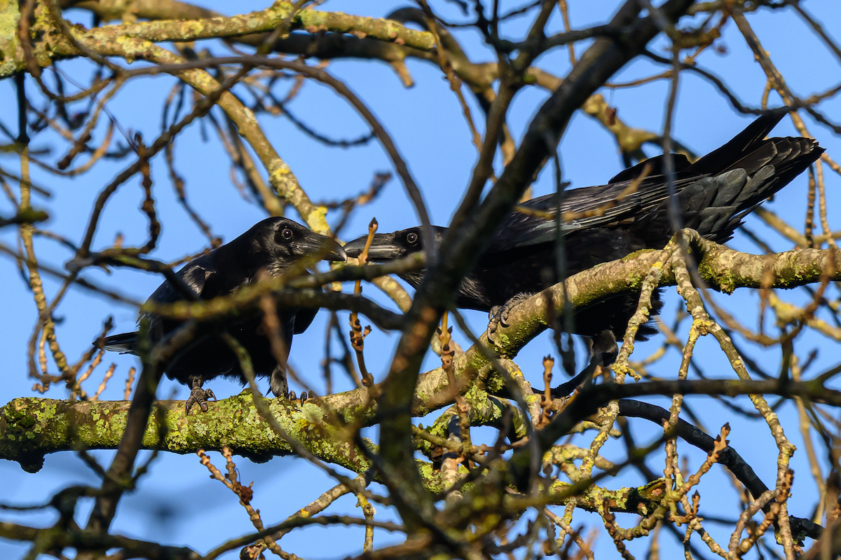 Kolkrabe - ML646504786