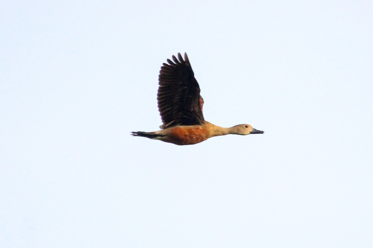 Lesser Whistling-Duck - ML646504789