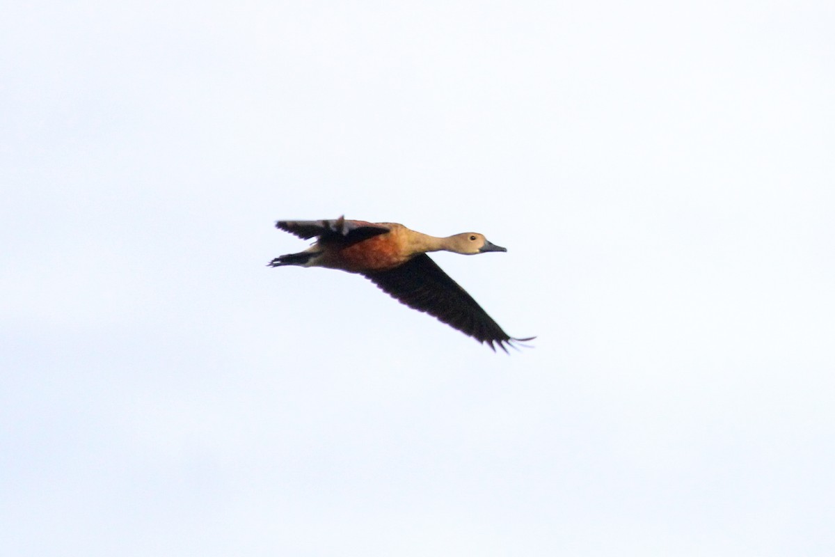 Lesser Whistling-Duck - ML646504790