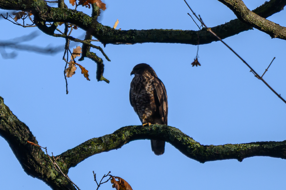 Buse variable - ML646504793