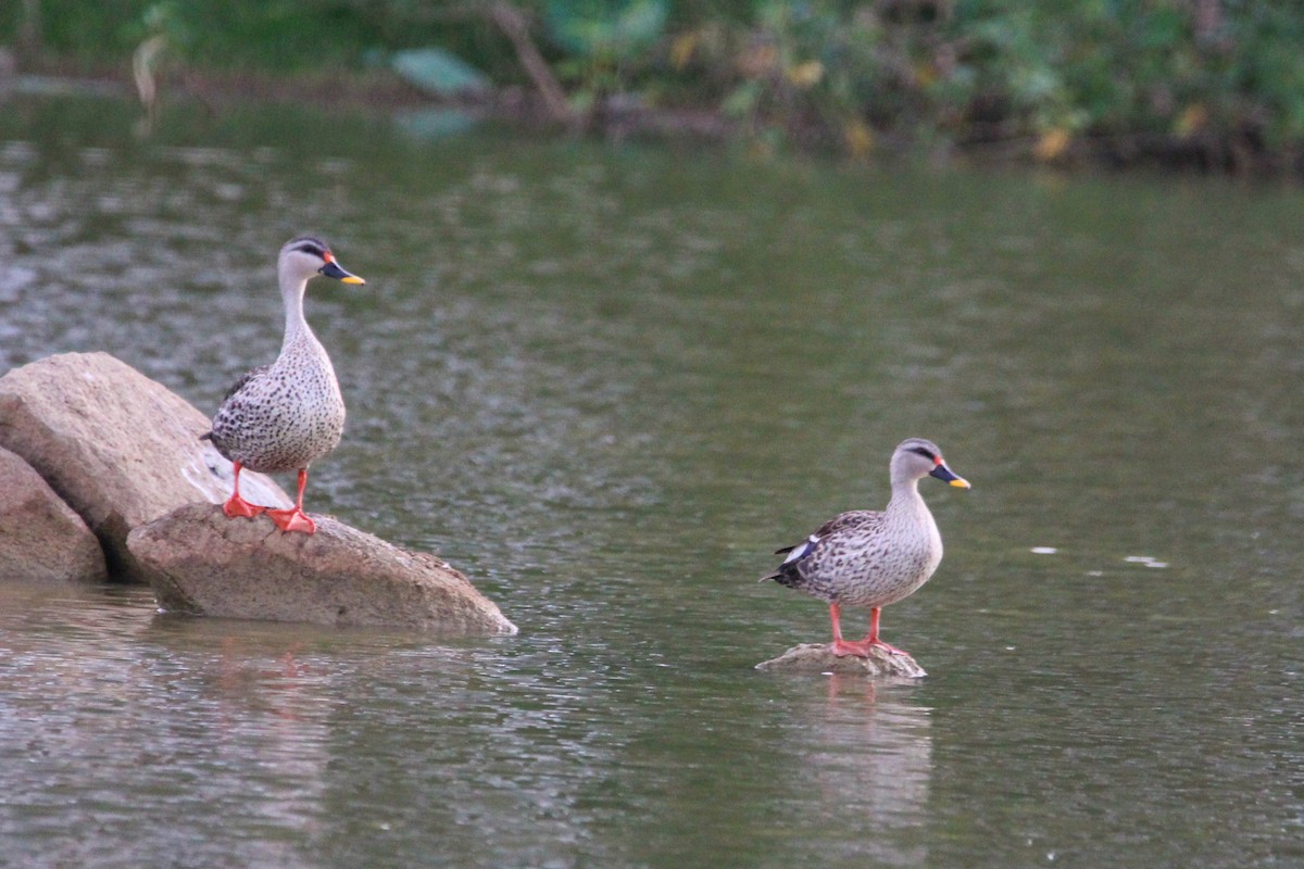 Indian Spot-billed Duck - ML646504799