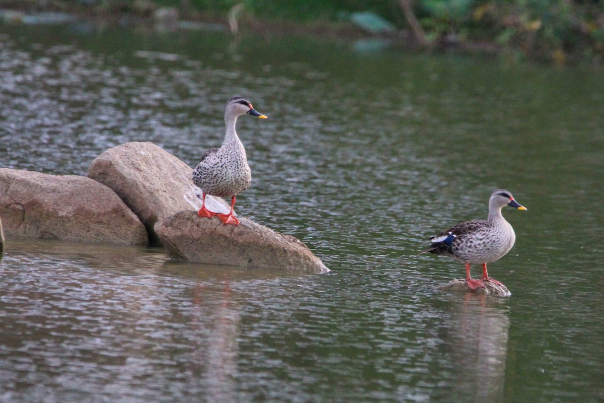 Indian Spot-billed Duck - ML646504800
