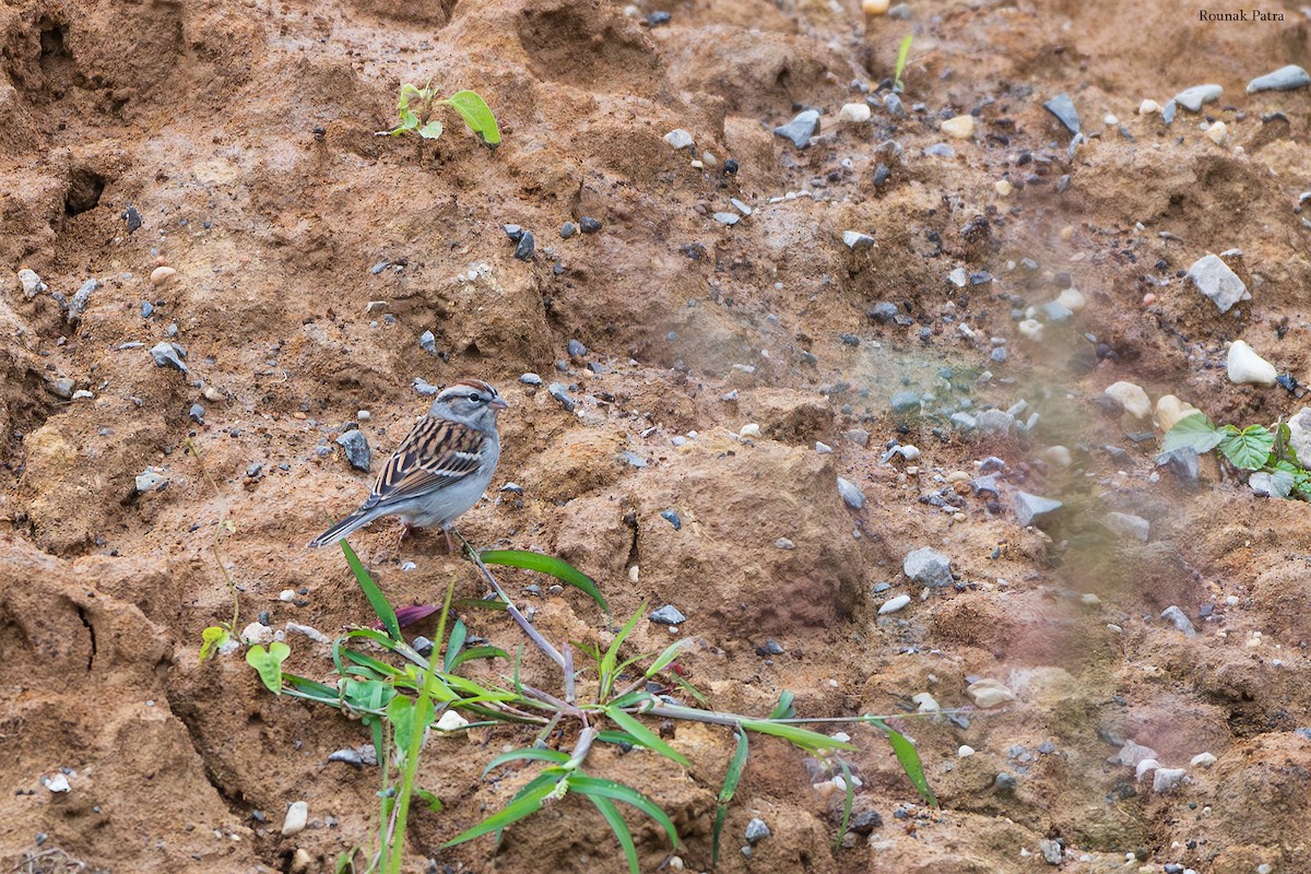 チャガシラヒメドリ - ML646504804