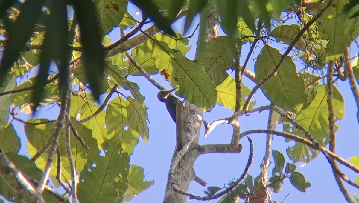 Great Slaty Woodpecker - ML646504806